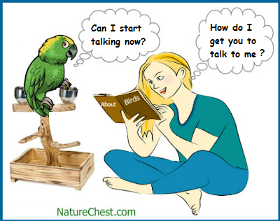 Teach your bird to talk