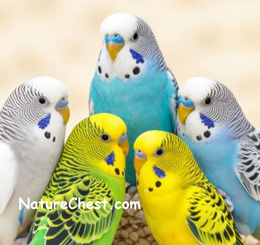 All About Budgies