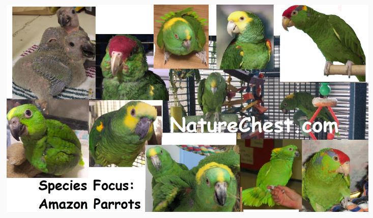 Latest Parrot Press News Blog