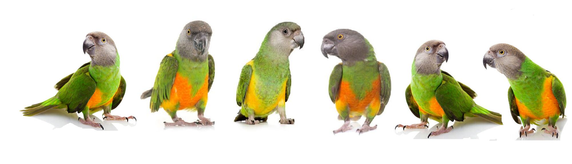 Latest Parrot Press News Blog